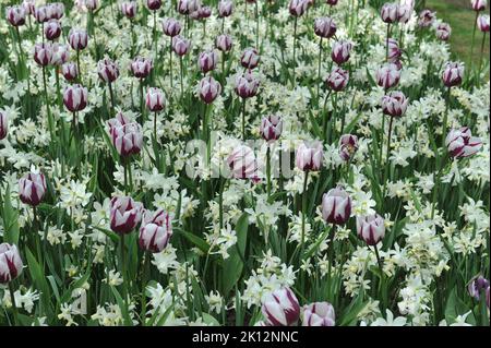 Weiße und lila Triumph-Tulpen (Tulipa) erstrahlen im April in einem Garten zusammen mit weißen Narzissen (Narzissen) Stockfoto