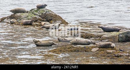 Robben auf Felsen, Berneray, Uist, North Uist, Hebriden, Äußere Hebriden, Westliche Inseln, Schottland, Vereinigtes Königreich, Großbritannien Stockfoto