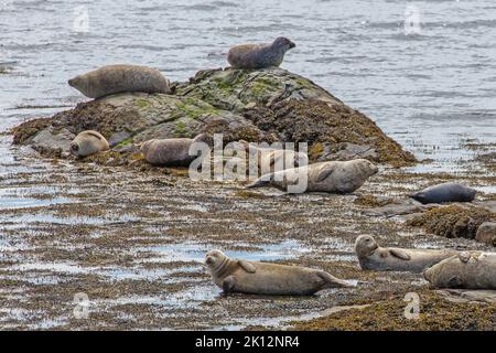 Graue Robben, die im Hafen ruhen, Berneray, Uist, North Uist, Hebriden, Äußere Hebriden, Westliche Inseln, Schottland, Vereinigtes Königreich, Großbritannien Stockfoto