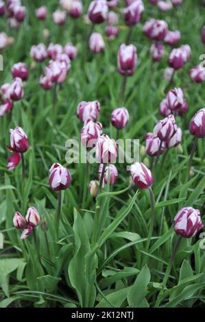 Weiße und lila Triumph Tulpen (Tulipa) Rems Lieblingsblüte in einem Garten im April Stockfoto