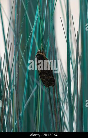 Gelbe Insektenarge unter dem Flügel (Motte) (Noctua pronuba) Stockfoto