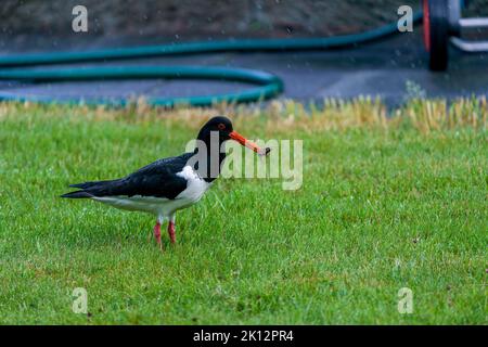 Eurasischer Austernfischer, Haematopus ostralegus, in Valldal Stockfoto