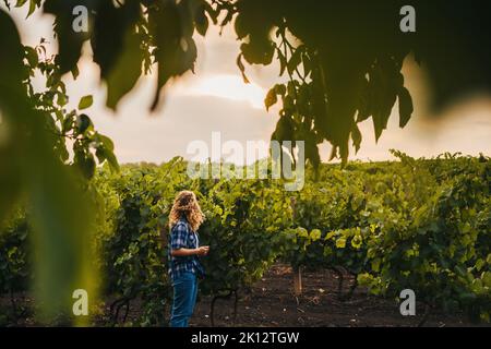 Fernansicht einer Bäuerin mit Tablette, die die grünen Trauben im Weinbergfeld überprüft. Smart Farming und digitales Agrarkonzept. Frau verwendet Stockfoto