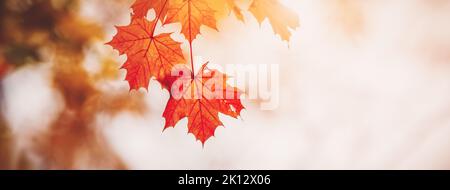 Panoramablick auf die Äste des Ahorns in der Natur im Herbst Stockfoto