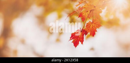 Panoramablick auf die Äste des Ahorns in der Natur im Herbst Stockfoto