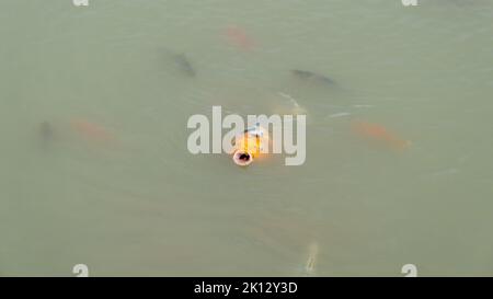 Ein traumhaft schöner Karpfen-Koi schwimmt mit offenem Mund im grünlichen Wasser des Gartenpools. Stockfoto