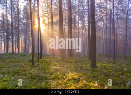 Sonnenstrahlen leuchten im nebligen Wald, Herbstwaldkonzept Stockfoto