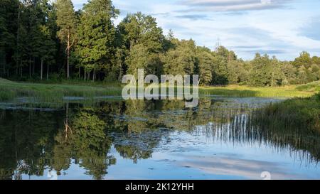 Ein kleiner See mit klarem Wasser, Schilf und Kiefernwald am Ufer des Sees. Im Vordergrund Bäume und Gras im Wasser, eine sehr große Spiegelung Stockfoto