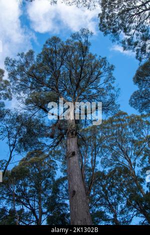 Lake St Clair Australia, mit Blick auf einen Eukalyptus amygdalina oder schwarzen Pfefferminzbaum aus Tasmanien Stockfoto