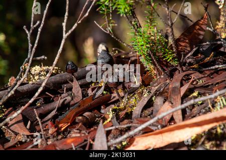 Lake St Clair Australien, kleine schwarze Pilze, die im Laubstreu wachsen Stockfoto