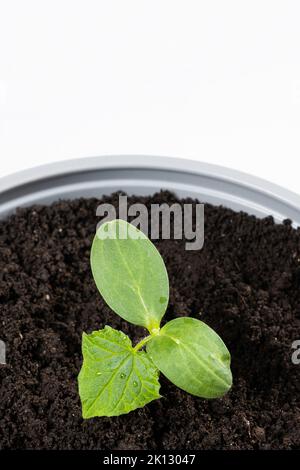 Gurken aus Samen anbauen. Schritt 6 - Einpflanzen in einen großen Topf. Stockfoto