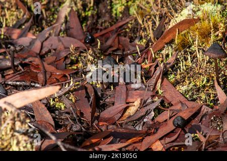 Lake St Clair Australien, kleine schwarze Pilze, die im Laubstreu wachsen Stockfoto