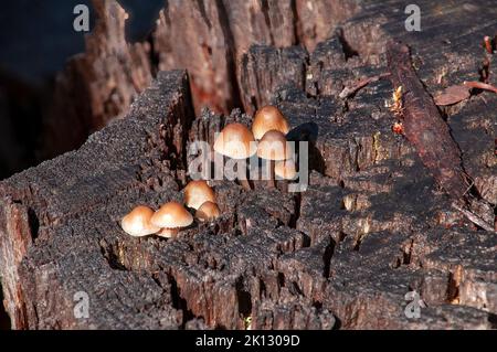 Lake St Clair Australien, kleine Pilze, die in Baumstumpf wachsen Stockfoto