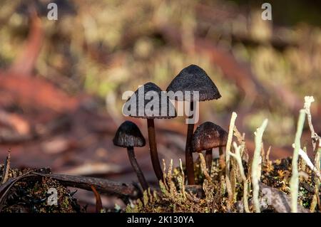 Lake St Clair Australien, kleine schwarze Pilze, die im Alpenwald wachsen Stockfoto