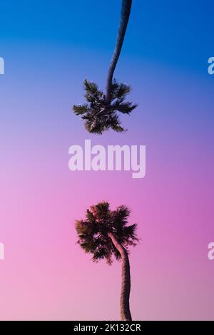 Zwei Palmen in Los Angeles, Kalifornien, gegen den rosa und blauen Sonnenuntergangshimmel. Held von unten geschossen. Tropische männliche weibliche Dualität Stockfoto