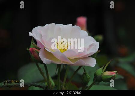 Penelope Strauch Rose. Aprikose blüht. Zitrusduft, große altmodische Rose. David Austin Englische Rose. Frühe Blüte den ganzen Sommer und Herbst. Stockfoto