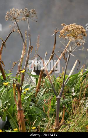 Atlantischer Papageientaucher (Fraterkula arctica) in grasiger Vegetation auf den Klippen von Dyrholaey, Island Stockfoto