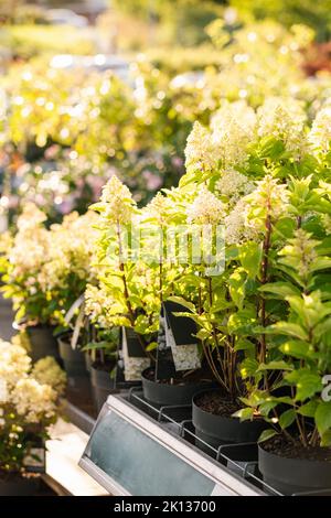 Hortensien Blumen im Gartencenter Stockfoto