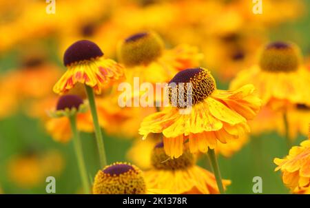 Nahaufnahme der Helenium Wyndley Blumen Stockfoto