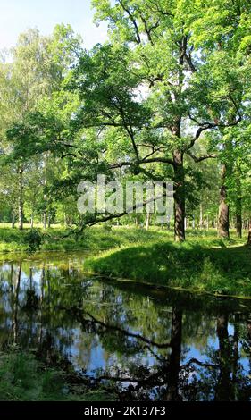 Der wunderschöne und üppige Park, der den Katharinepalast umgibt, befindet sich in der Stadt Tsarskoye Selo (Puschkin), St. Petersburg, Russland Stockfoto