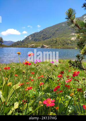 Karkamski See, Bulgarien, Pirin Berge rote Blumen, Sommerlandschaft Stockfoto