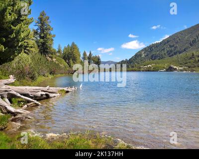 Karkamski See, Bulgarien, Pirin Berge Kiefernwald, Sommerlandschaft Stockfoto