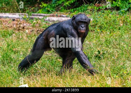 Bonobo (Pan paniscus), Lola ya Bonobo Sanctuary, Kinshasa, Demokratische Republik Kongo, Afrika Stockfoto