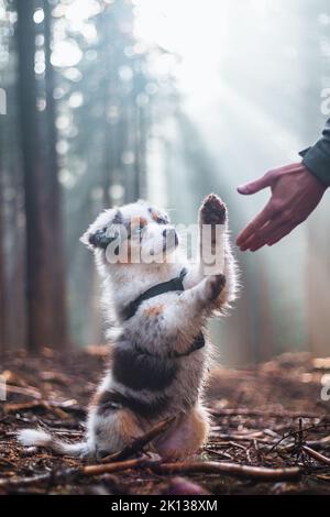 Cute Blue Merle, Australian Shepherd Welpe lernt neue Befehle benötigt, um einen Jagdhund zu züchten. Paw-Einreichung. Lichtstrahlen, die auf das männliche A leuchten Stockfoto