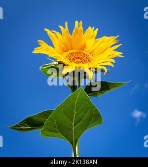 Gewöhnliche Sonnenblume (Helianthus annuus) gegen klaren blauen Himmel (Sommer) bei Sonnenaufgang Stockfoto