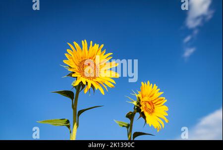 Gewöhnliche Sonnenblume (Helianthus annuus) gegen klaren blauen Himmel (Sommer) bei Sonnenaufgang Stockfoto