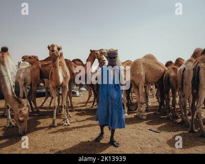 Nouakchott Camel Market, Nouakchott, Mauretanien, Westafrika, Afrika Stockfoto