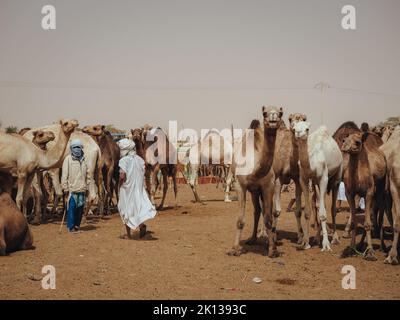 Nouakchott Camel Market, Nouakchott, Mauretanien, Westafrika, Afrika Stockfoto