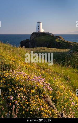 TWR Mawr Leuchtturm und Wildblumen, Llanddwyn Island (Ynys Llanddwyn), in der Nähe von Newborough, Anglesey, North Wales, Vereinigtes Königreich, Europa Stockfoto