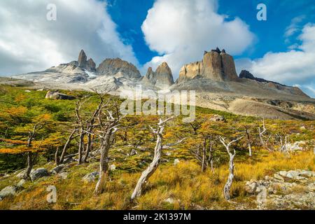 Karge Bäume und Berge rund um Valle Frances (Valle del Frances), Torres del Paine Nationalpark, Patagonien, Chile, Südamerika Stockfoto