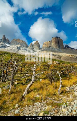 Karge Bäume und Berge rund um Valle Frances (Valle del Frances), Torres del Paine Nationalpark, Patagonien, Chile, Südamerika Stockfoto