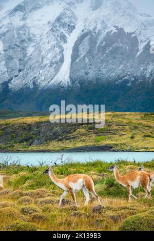 Guanacos (Lama guanicoe) mit Bergen im Hintergrund, Nationalpark Torres del Paine, Patagonien, Chile, Südamerika Stockfoto