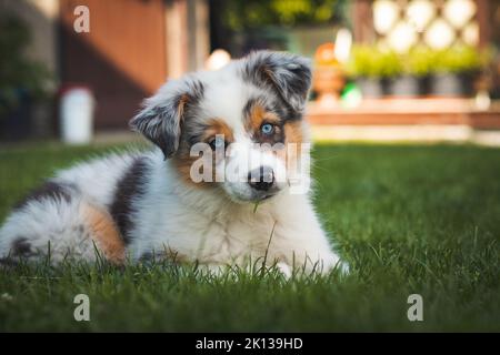 Der junge australische Schäferhund ruht im Garten auf dem Gras und lächelt fröhlich. Blaue Augen, brauner und schwarzer Fleck um die Augen und sonst weiß Stockfoto