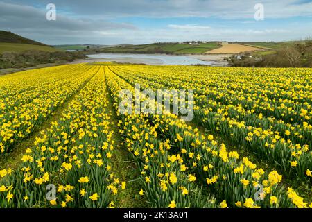 Feld blühender Narzissen im Frühjahr bei Padstow in Cornwall, England, Großbritannien, Europa Stockfoto