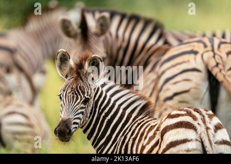 Burchell's Zebras, Makuleke Contractual Park, Kruger National Park, Südafrika, Afrika Stockfoto