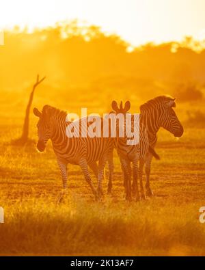 Burchell's Zebras, Makuleke Contractual Park, Kruger National Park, Südafrika, Afrika Stockfoto