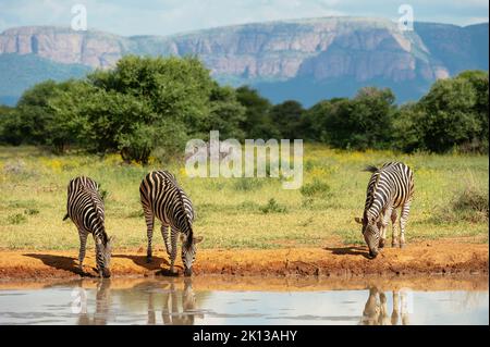 Burchell's Zebras in Watering Hole, Marataba, Marakele National Park, Südafrika, Afrika Stockfoto