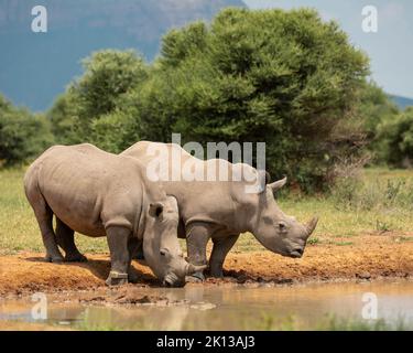 Weiße Nashörner am Watering Hole, Marataba, Marakele-Nationalpark, Südafrika, Afrika Stockfoto