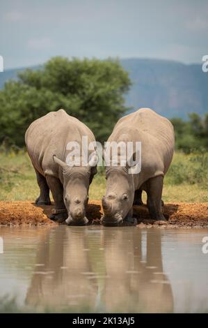 Weiße Nashörner am Watering Hole, Marataba, Marakele-Nationalpark, Südafrika, Afrika Stockfoto