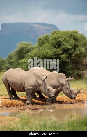 Weiße Nashörner am Watering Hole, Marataba, Marakele-Nationalpark, Südafrika, Afrika Stockfoto