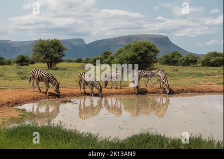 Burchell's Zebras in Watering Hole, Marataba, Marakele National Park, Südafrika, Afrika Stockfoto