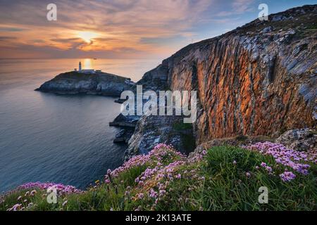 Wilde Blumen auf den Klippen über dem Leuchtturm von South Stack bei Sonnenuntergang, South Stack, Anglesey, North Wales, Vereinigtes Königreich, Europa Stockfoto