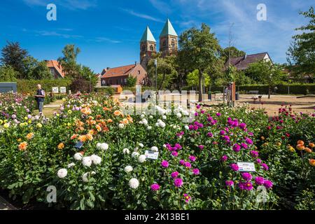 Deutschland, Legden, Westmuensterland, Münsterland, Westfalen, Nordrhein-Westfalen, NRW, Dahliengarten, Parkanlage, Blumenfeld, Dahinter die Katholis Stockfoto