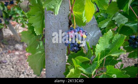 die trauben von carignano del sulcis sind bereit für die Ernte Stockfoto