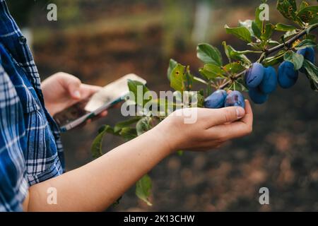 Nahaufnahme Porträt von Frauen Hände arbeiten auf digitalen Tablet inspizieren organischen Pflaumen Obst in Obstgarten. Naturlandwirtschaft. Garten für geschäftliche Landwirtschaft Stockfoto