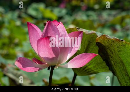 Eine Nahaufnahme einer rosa Nelumbo Nucifera Stockfoto